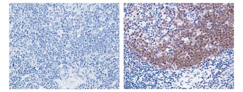 Bd retrievagen b (ph 9.5) - 250 ml 1 x 250 mL