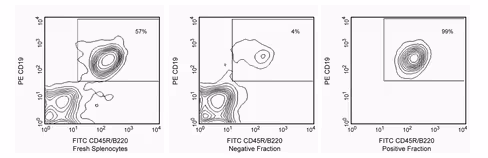 Ms bd imag anti-mouse cd45r/b220 particles-dm bd imag-dm ra3-6b2 - 2 x 109 cells 1 x 2 x 109 cells