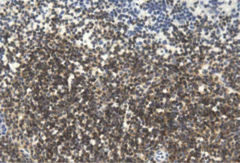 10x zinc fixative 500ml 1 x 500 mL