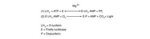 D-luciferin potassium salt - 250 mg 1 x 250 mg