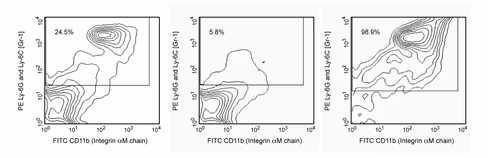 Ms bd imag anti-mouse ly-6g and ly-6c particles-dm bd imag-dm rb6-8c5 - 2 x 109 cells 1 x 2 x 109 cells