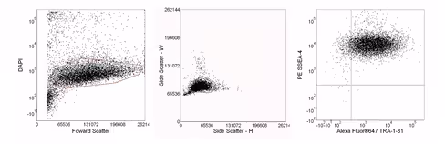 Accutase cell detachment 1 x 100 mL