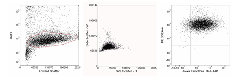 Accutase cell detachment 1 x 100 mL