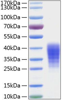 Recombinant human lif protein 100 µg
