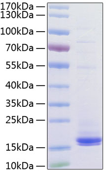 Recombinant human cd3 epsilon/cd3e protein 50 µg