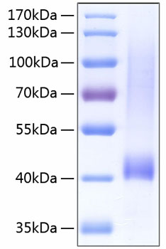 Recombinant human biglycan/bgn pro tein 20 µg