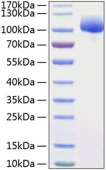 Recombinant human fgf r1/cd331 prot ein 500 µg