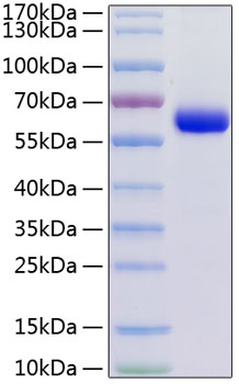 Recombinant human jam3/jam-c protei n 50 µg