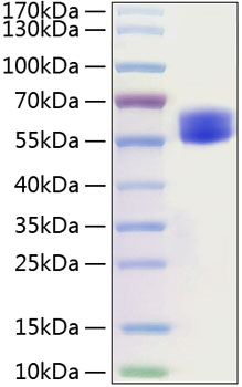 Recombinant mouse cd28 protein 50 µg