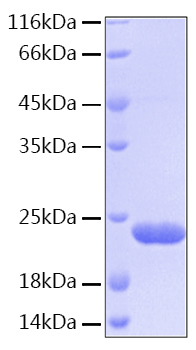 Recombinant human bid protein 50 µg