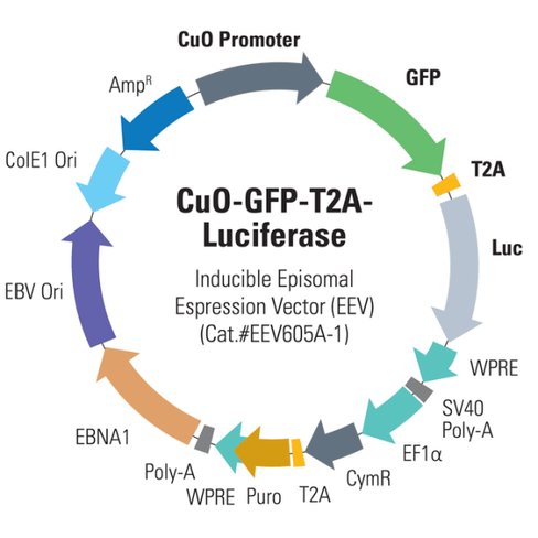 Cuo -gfp-t2a-luciferase cumate-inducible dual reporter enhanced episom10 µg 10 µg