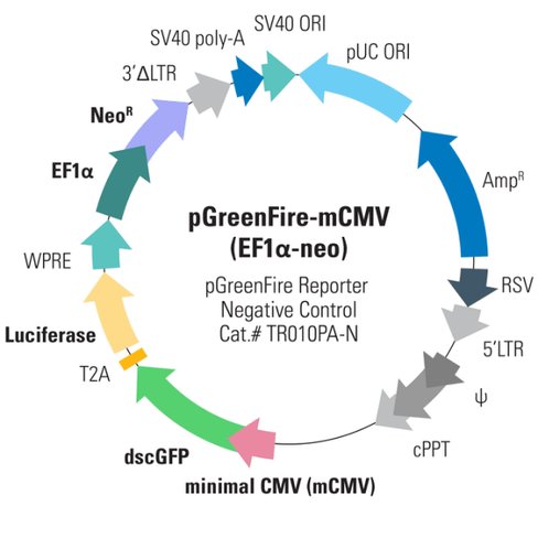 Pgreenfire1-mcmv virus (ptrh1 mcmv dscgfp t2a fluc) + ef1-neo sup 2,10^6 ifus