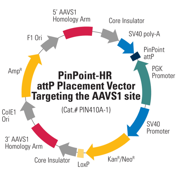 Pinpoint-hr attp placement vector - for targeting the human aavs1 safe harbor 10 µg