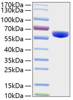 Recombinant human mmp-3 protein 50 µg
