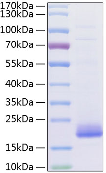 Recombinant mouse il-4 protein 10 µg