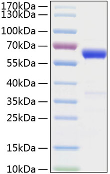 Recombinant mouse interferon beta p rotein 20 µg