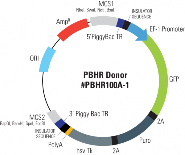 Piggybac-hr with gfp- puro markers and tk selection (mcs1-5 pb tr-ef1a-gfp-t2a-puro-t2a-hsvtk-pa-3 pb tr-mcs2) 10 µg