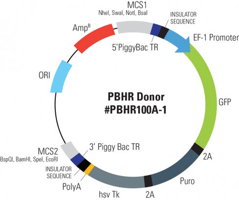 Piggybac-hr with gfp- puro markers and tk selection (mcs1-5 pb tr-ef1a-gfp-t2a-puro-t2a-hsvtk-pa-3 pb tr-mcs2) 10 µg