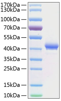 Recombinant human tnfrsf17/bcma/cd2 69 protein 500 µg