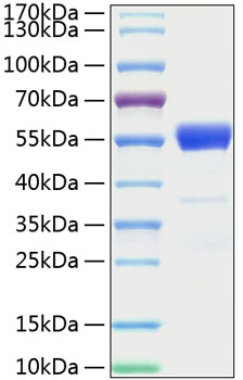Recombinant mouse interferon gamma protein 50 µg