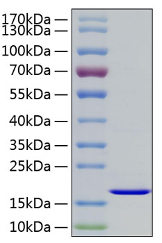 Recombinant human fgf2 protein 100 µg