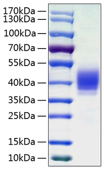Recombinant human clec12a protein 100 µg