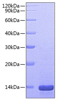 Recombinant mouse beta-ngf/i -ngf p rotein 10 µg