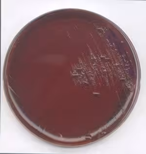 Levine emb agar, for microbiology 500 g