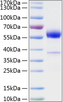 Recombinant mouse plgf/pgf protein 100 µg