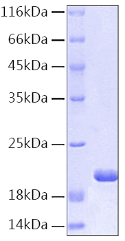 Recombinant human il-1rn protein 100 µg