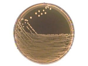 M-17 agar, for microbiology 500 g