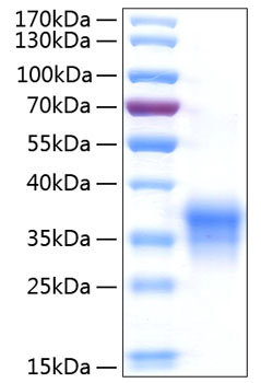 Recombinant human il-29 protein 10 µg