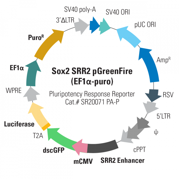 Sox2 srr2-pgreenfire response reporter (pre-packaged virus ef1-puro sup 2,10^6 ifus
