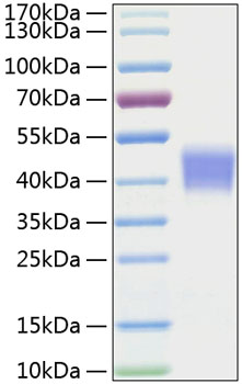 Recombinant mouse il-21r/interleuki n-21 receptor protein 500 µg