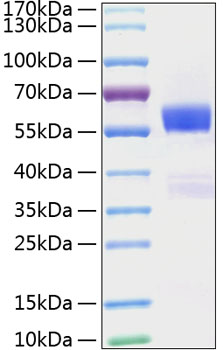 Recombinant mouse flt-3 ligand prot ein 50 µg