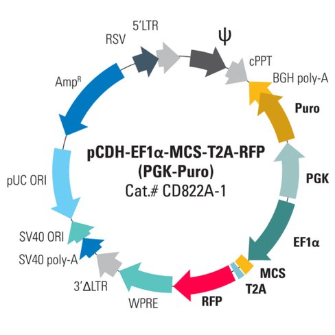 Pcdh-ef1-mcs-t2a-rfp (pgk-puro) cloning and expression vector 10 µg 10 µg
