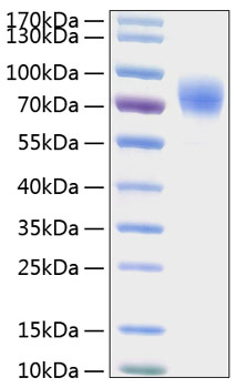 Recombinant human thrombopoietin/th po protein 10 µg