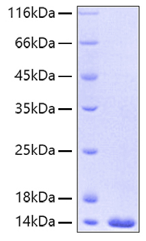 Recombinant human fabp4 (ala29thr) protein 50 µg