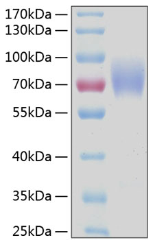 Recombinant human cd89/fcar protein 50 µg