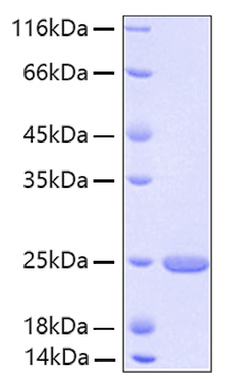 Recombinant human fgf-21 protein 20 µg