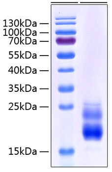 Recombinant human cd69 protein (aim protein, human,bl-ac/p26 protein, human,clec2c protein, human,ea 100 µg