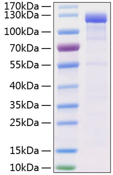Recombinant human ve-cadherin prote in (b4,cd144) p33151 10 µg