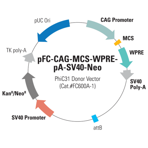 Pfc -cag-mcs-wpre-pa-sv40-neo phic31 donor vector 10 µg