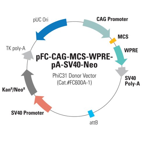 Pfc -cag-mcs-wpre-pa-sv40-neo phic31 donor vector 10 µg