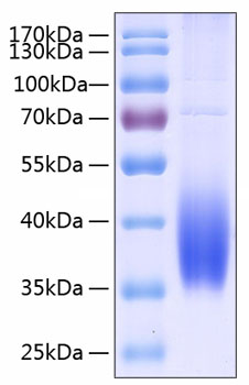 Recombinant human b7-dc/pd-l2/cd273 protein 500 µg