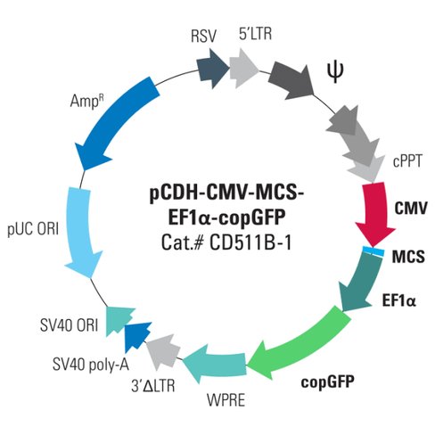 Pcdh-cmv-mcs-ef1-copgfp cdna clon/exp vector (pre-packaged virus) sup 1 x 10^6 ifus