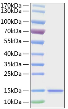 Recombinant human il-15 protein 50 µg