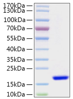 Recombinant human fabp7 protein (b- fabp, blbp, fabpb, mrg) o15540 1000 µg