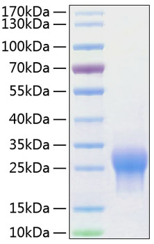 Recombinant human alk-1 protein 10 µg