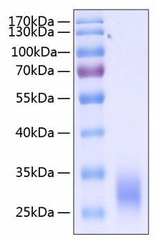 Recombinant human fc gamma riia/cd3 2a protein 500 µg
